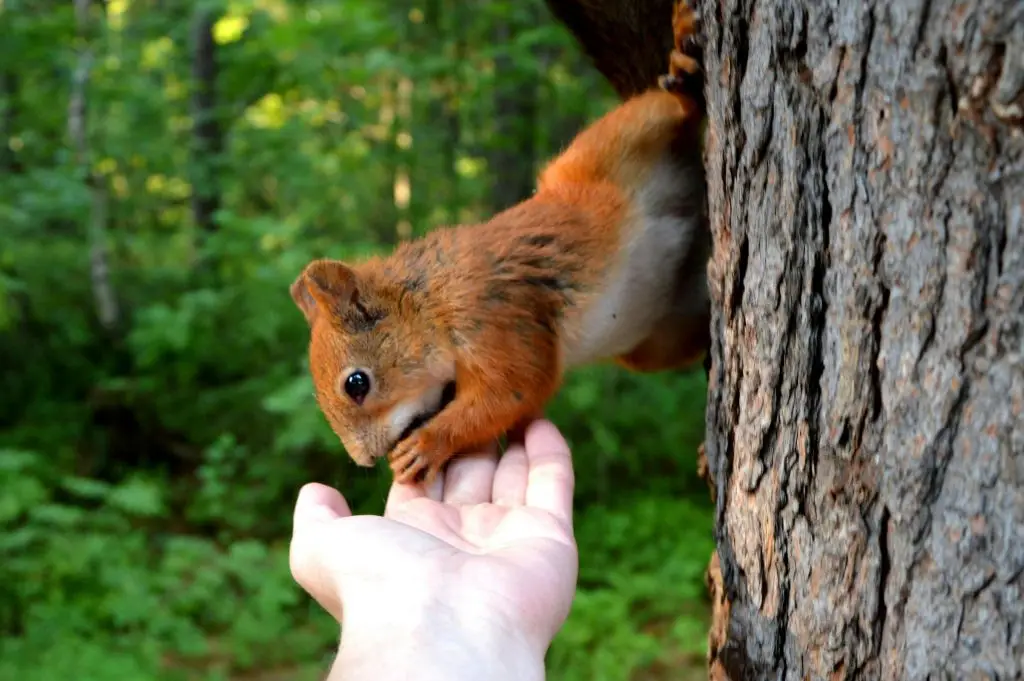 A curious squirrel interacts with a hand in a lush forest setting.